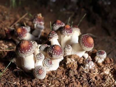 湖北宜昌市裕禾菌業有限公司：菌類新秀——大球蓋菇