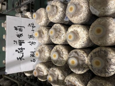 宜昌裕禾菌業產品：天麻菌種