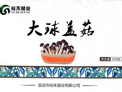 大球蓋菇