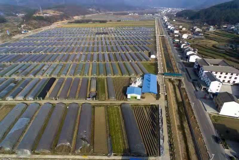 夷陵區分鄉基地.jpg