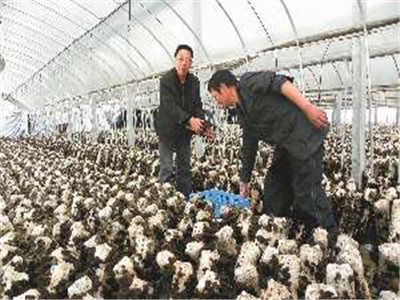 食用菌的遺傳、育種和栽培